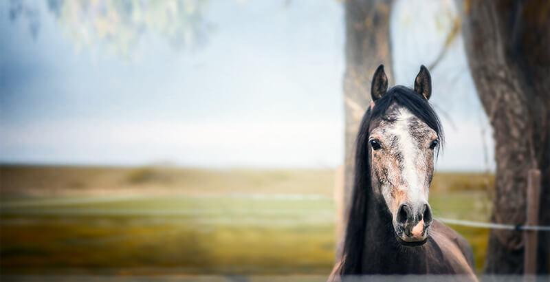 Conseil Vétérinaire - Blog - Comment protéger son cheval de la Dermite  Estivale ?