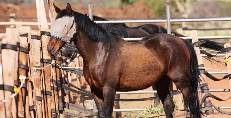 Conseil Vétérinaire - Blog - Le spray CENTAURA : aide contre les parasites  externes chez le cheval