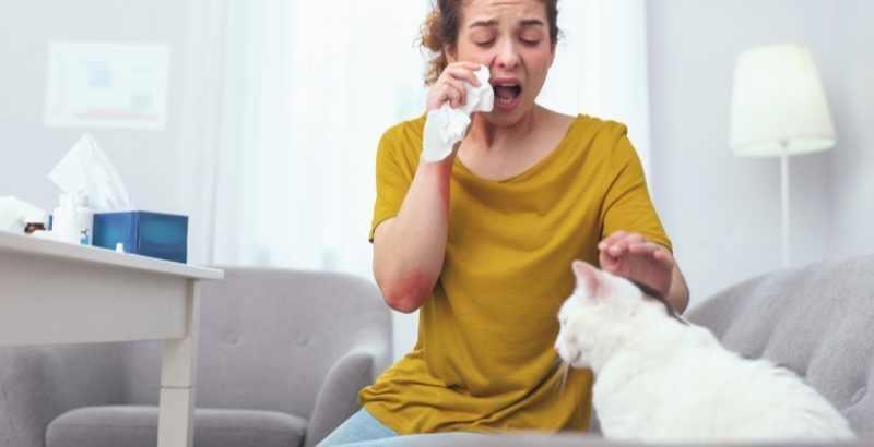 Conseil Vétérinaire - Blog - Allergies au chat : causes, symptômes et  solutions