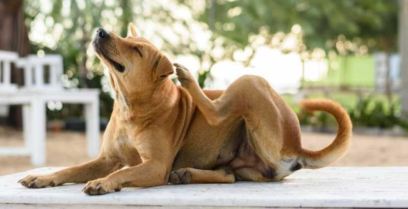 Conseil Vétérinaire - Blog - Protégez votre chien des parasites avec  Stronghold !