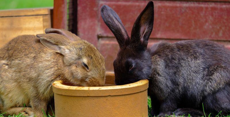 Conseil Vétérinaire - Blog - Attention au coup de chaleur chez le lapin