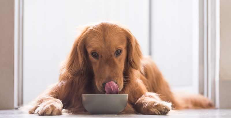 Conseil Vétérinaire - Blog - Tout savoir sur la transition alimentaire du  chien