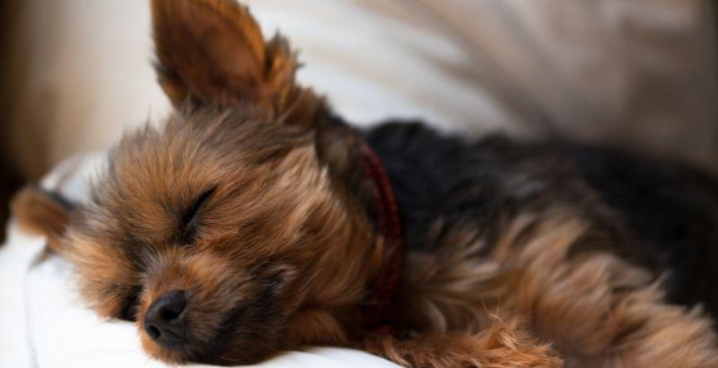 Conseil Vétérinaire - Blog - Qu'est-ce que la dybiose chez le chien ?