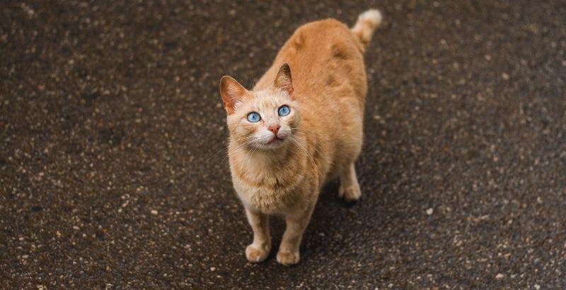 Conseil Vétérinaire - Blog - Tout savoir sur la gestation de la chatte !