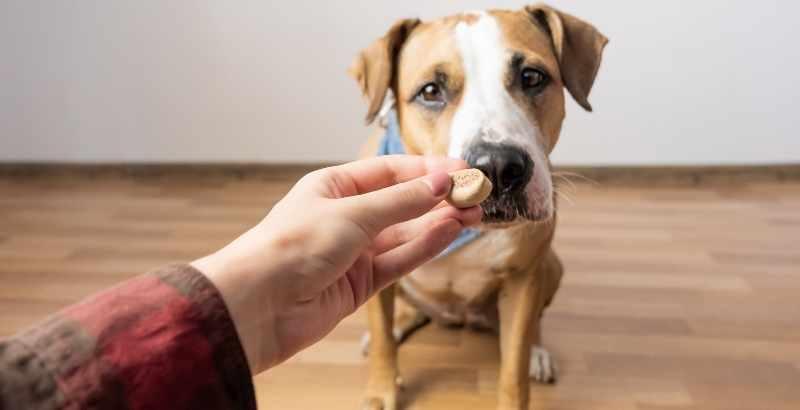 Conseil Vétérinaire - Blog - Mon chien est-il glouton ou gourmand ?