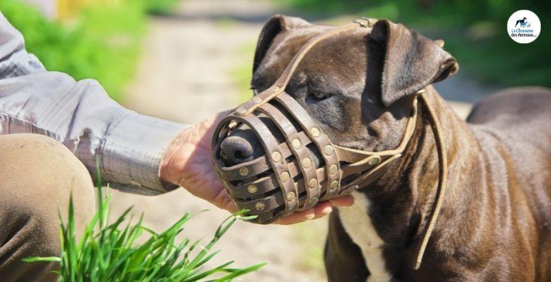 Conseil Vétérinaire - Blog - Choisir une muselière pour son chien | Conseils