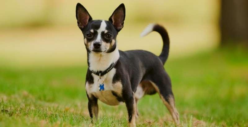 Conseil Vétérinaire - Blog - Tout savoir sur le Chihuahua