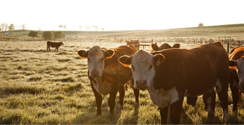 Conseil Vétérinaire - Blog - Calf-lyte : un antidiarrhéiques efficace pour  bovin