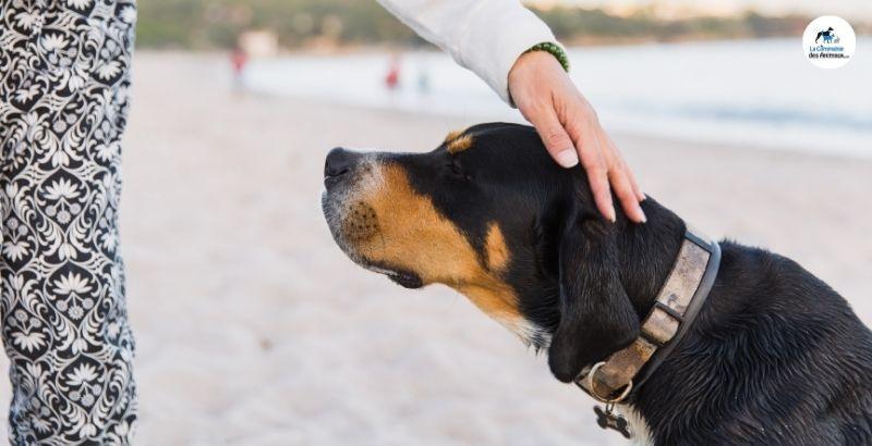 Conseil Vétérinaire - Blog - Les méthodes pour apprendre le rappel à votre  chien