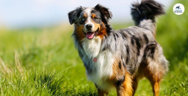 Conseil Vétérinaire - Blog - Arthrose chez le chien : Comment le soulager  et l'aider ?
