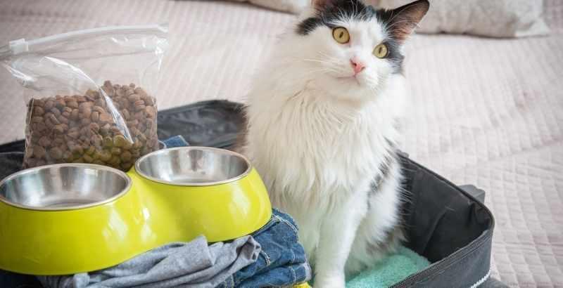 Conseil Vétérinaire - Blog - Vacances : faut-il emmener son chat ?