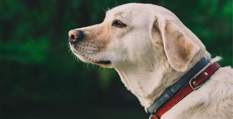 Conseil Vétérinaire - Blog - Tout savoir sur l'utilisation du collier YOOS  pour chien