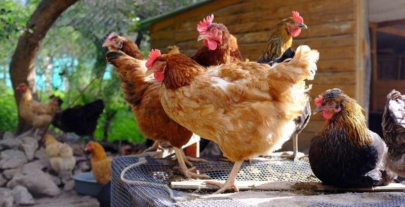 Conseil Vétérinaire - Blog - Prendre soin des pattes des poules