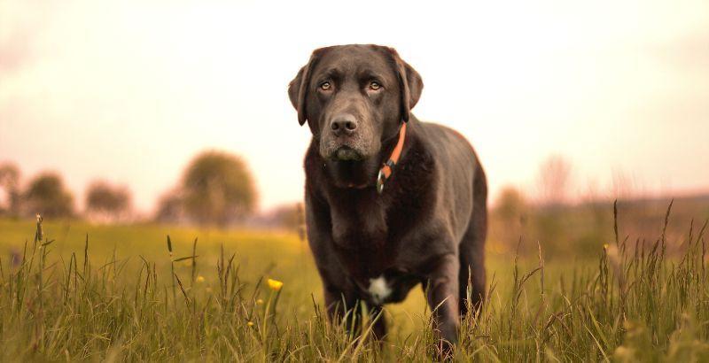 Conseil Vétérinaire - Blog - L'insuffisance hépatique chez le chien