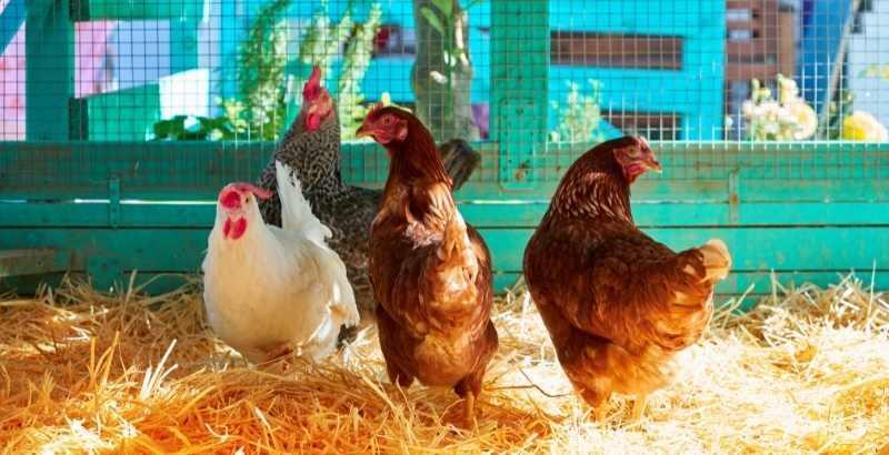 Conseil Vétérinaire - Blog - La vermifugation des poules