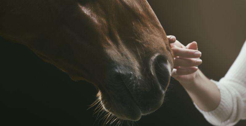 Conseil Vétérinaire - Blog - Comment aider votre cheval à mieux respirer ?  | Soins & Prévention