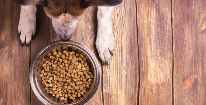 Conseil Vétérinaire - Blog - Tout savoir sur les croquettes  hypoallergéniques pour chien