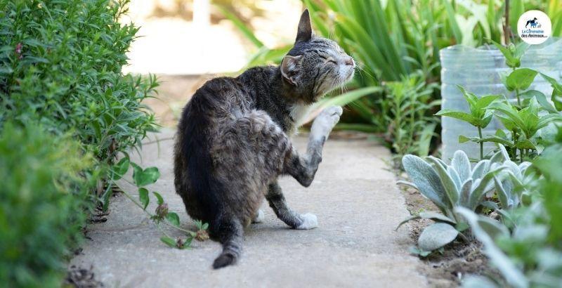 Conseil Vétérinaire - Blog - Quel collier anti-puces choisir pour votre chat  ?