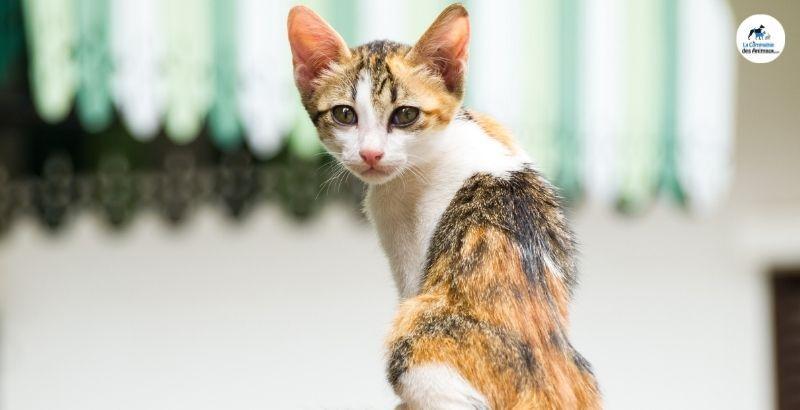 Conseil Vétérinaire - Blog - Mon chat est trop maigre : nos astuces pour le  faire grossir
