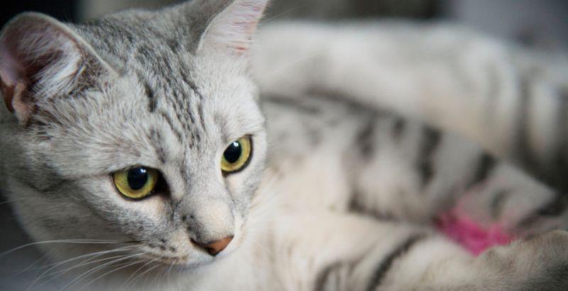 Conseil Vétérinaire - Blog - Comment faire pour éviter que mon chat ait de  l'arthrose ?