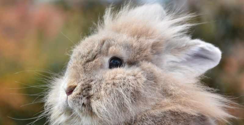 Conseil Vétérinaire - Blog - Pour quelles raisons mon lapin changerait-il  de comportement ?