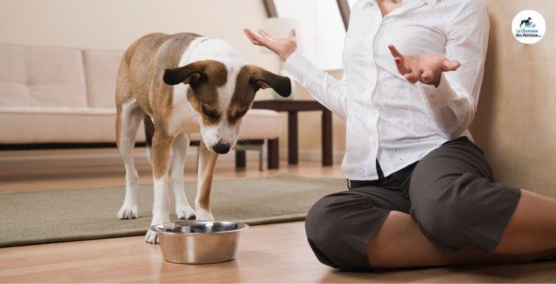 Conseil Vétérinaire - Blog - Votre chien refuse de manger ses croquettes :  que faire ?