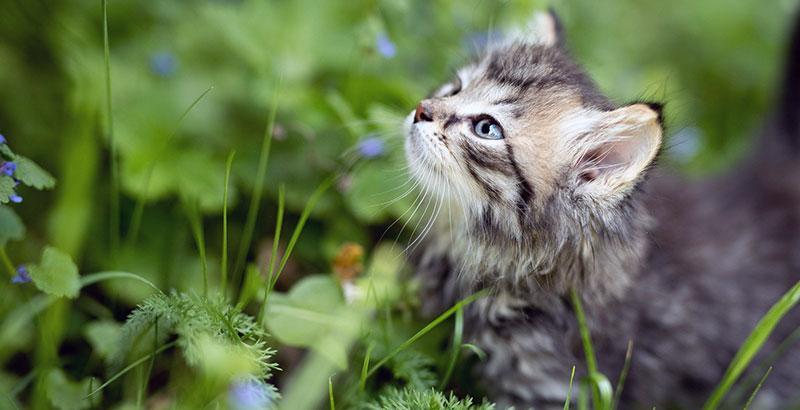 Conseil Vétérinaire - Blog - Les vermifuges pour chaton