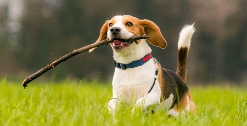Conseil Vétérinaire - Blog - Arthrose du chien - Les traitements naturels