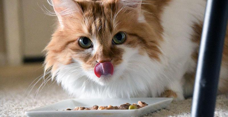 Conseil Vétérinaire - Blog - Mettre son chat au régime | Nos conseils !