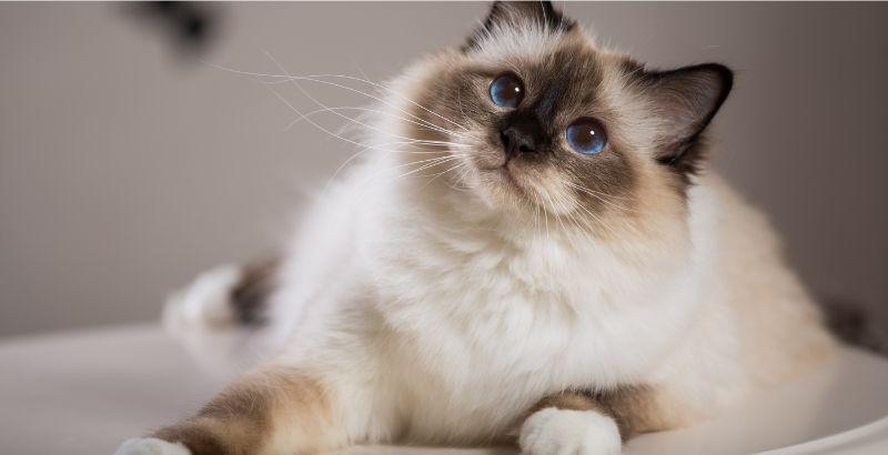 Conseil Vétérinaire - Blog - On a testé : La nouvelle gamme SPECIFIC pour  chat | Avantages & Inconvénients
