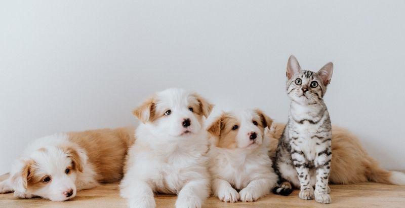 Conseil Vétérinaire - Blog - Quel anti-inflammatoire faut-il utiliser pour  son chien ou son chat ?