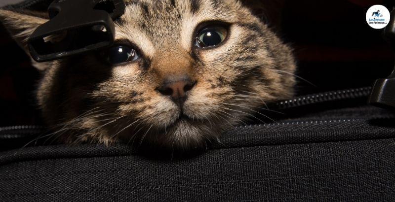 Conseil Vétérinaire - Blog - Mon chat se cache, pourquoi ?