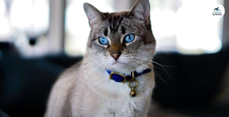 Conseil Vétérinaire - Blog - Quel collier pour chat choisir ?