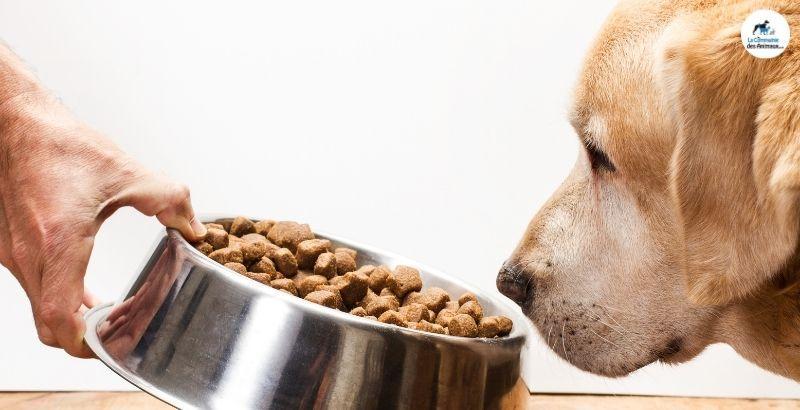 Conseil Vétérinaire - Blog - Quelles sont les croquettes à base d'insectes pour  chien ?