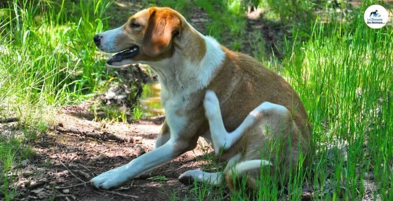 Conseil Vétérinaire - Blog - Notre guide sur les démangeaisons chez le chien