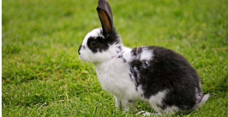 Conseil Vétérinaire - Blog - Que faut-il faire si mon lapin a la diarrhée ?