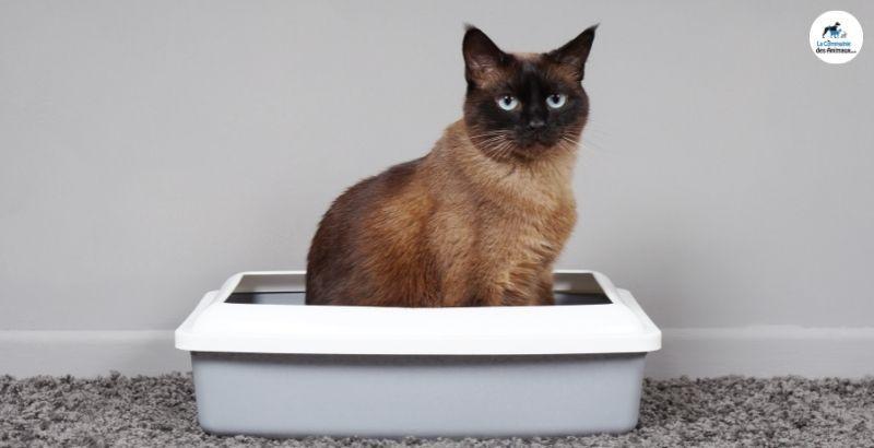 Conseil Vétérinaire - Blog - Quelle litière sans odeur choisir pour son chat  ?
