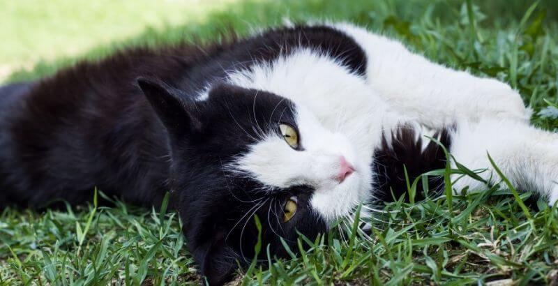 Conseil Vétérinaire - Blog - Bien choisir le collier anti-puce de votre chat