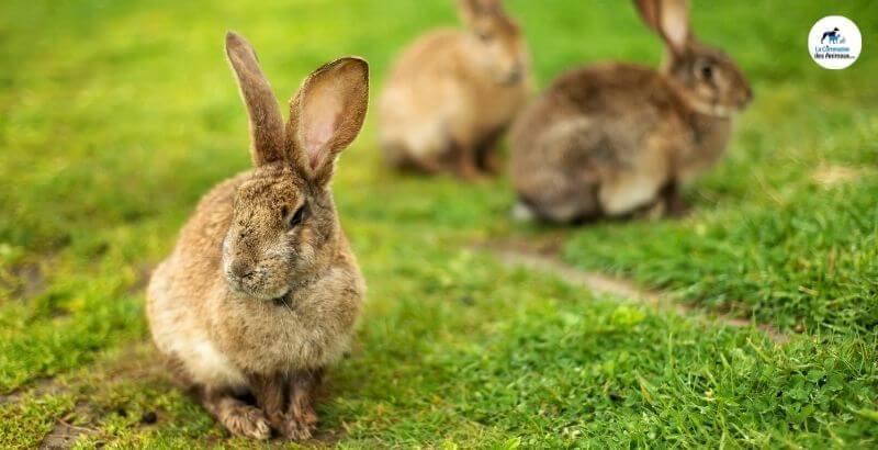 Conseil Vétérinaire - Blog - Oreilles du lapin - A quoi servent les oreilles  du lapin
