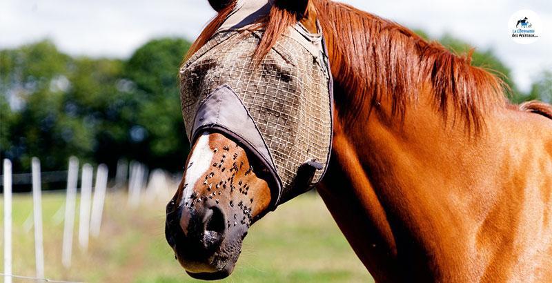 Conseil Vétérinaire - Blog - Contre quels insectes faut-il protéger nos  chevaux ?
