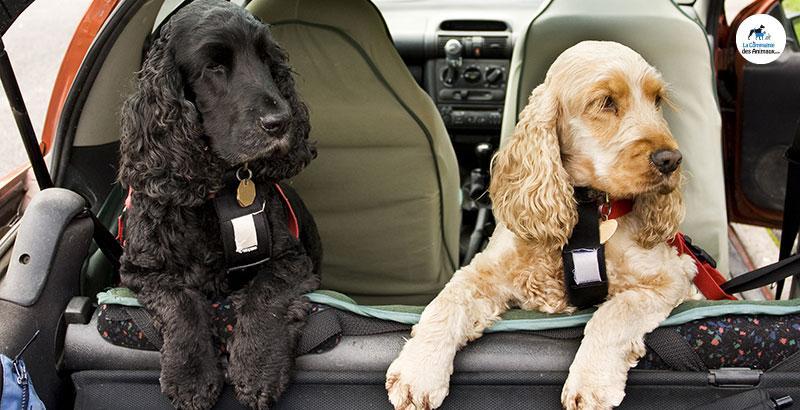 Conseil Vétérinaire - Blog - Chien en voiture : quelles sont les règles de  sécurité ?