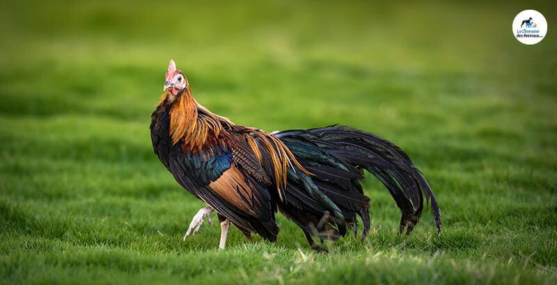 Conseil Vétérinaire - Blog - Tout savoir sur le plumage de la poule !