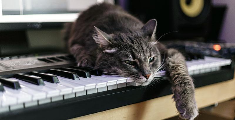 Conseil Vétérinaire - Blog - Mon chat s'ennuie | Causes, symptômes et  Solutions
