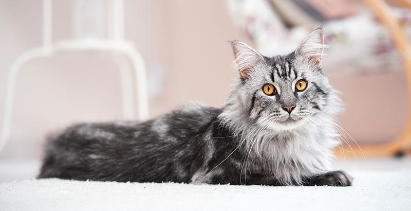 Conseil Vétérinaire - Blog - A quel âge faut-il stériliser ou castrer son  chat ?