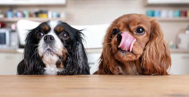 Conseil Vétérinaire - Blog - Bien choisir la race de son petit chien