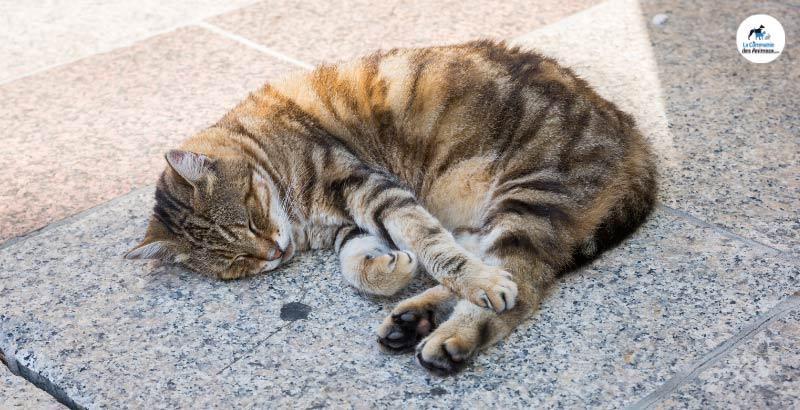 Conseil Vétérinaire - Blog - Comment réagir suite à un accident de son chat  ?