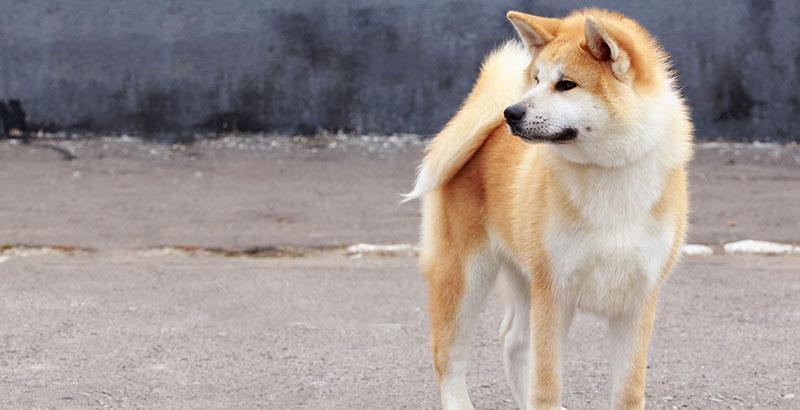 Conseil Vétérinaire - Blog - L'Akita Inu, un chien Japonais très particulier