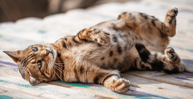 Conseil Vétérinaire - Blog - Hyperesthesie du chat