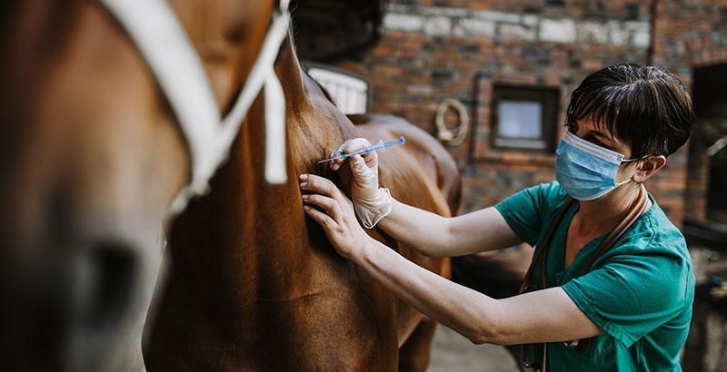 Conseil Vétérinaire - Blog - Le bilan sanguin chez le cheval | Conseils