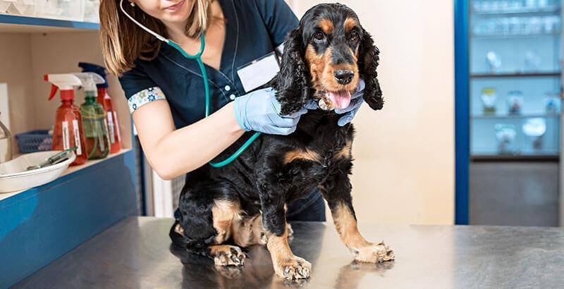Conseil Vétérinaire - Blog - Préparer son chien à la visite chez le  vétérinaire | Les étapes à suivre